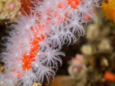 Akdeniz resifinde Kızıl Mercan