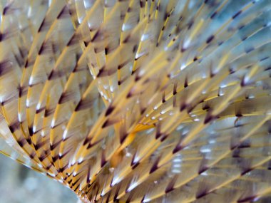 Bir spirograf Sabella spallanzanii sualtı fotoğrafı, t