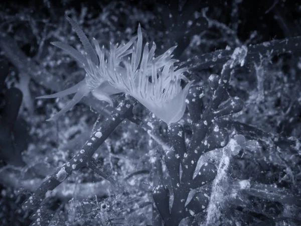 Flabellina affinis, Μεσογειακή υποβρύχια ζωή — Φωτογραφία Αρχείου