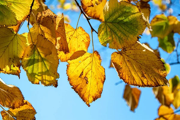 Vergilbte Blätter für den Herbst — Stockfoto