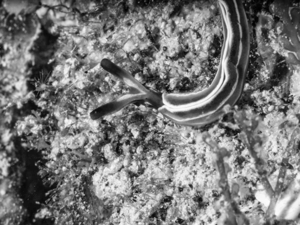 Nudibranch, felimare tricolor — Fotografia de Stock