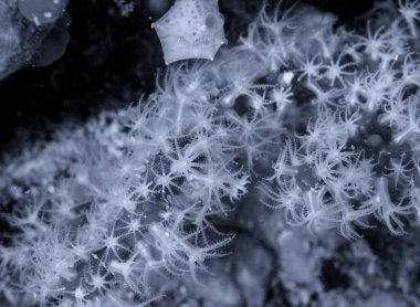 Akdeniz resifinde Kızıl Mercan