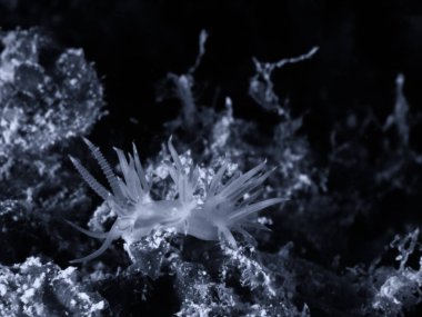 Flabellina, sualtı yaşamı