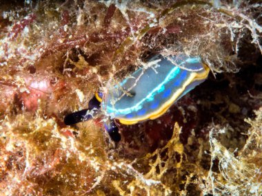 Çıplak dal, üç renkli kısrak.