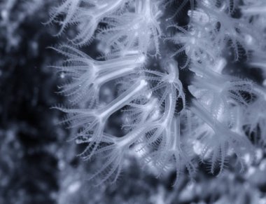 Akdeniz resifinde Kızıl Mercan