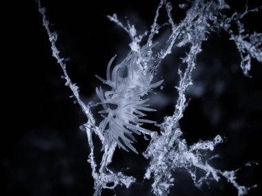 Flabellina affinis deniz sümüklüböceği bir türüdür, bir aeolid nudibranc