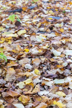 Yapraklar dökülüyor, sonbaharın renkleri dökülüyor