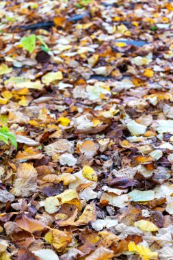 Yapraklar dökülüyor, sonbaharın renkleri dökülüyor