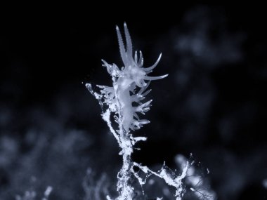Flabellina, sualtı yaşamı