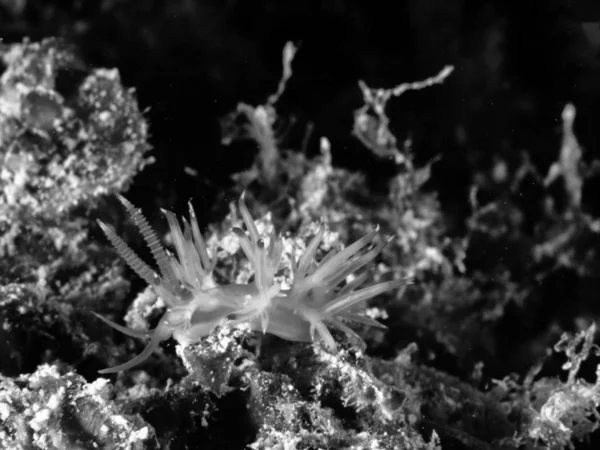 Flabellina, vida submarina — Foto de Stock