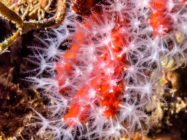 地中海のサンゴ礁の赤いサンゴ — ストック写真