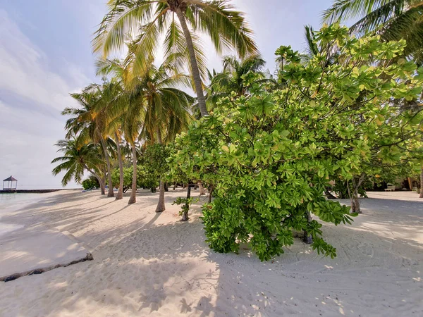 Vegetación típica de los atolones en las Maldivas —  Fotos de Stock