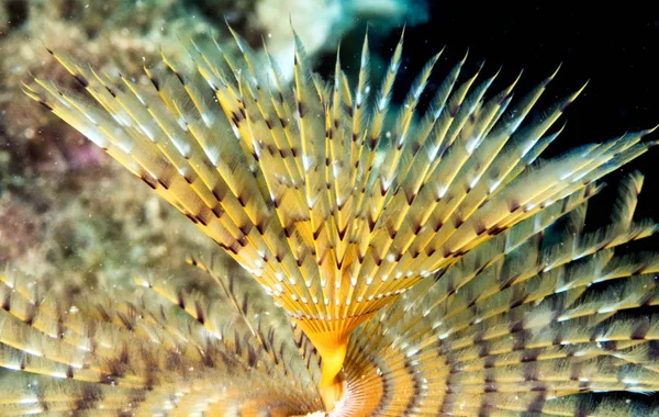Underwater photograph of a spirograph Sabella spallanzanii, in t — Stock Photo, Image