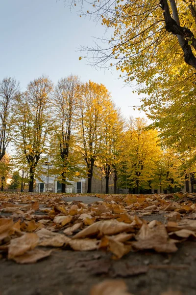 Trees yellow leaves and fallen leaves, Autumn — Stock Photo, Image