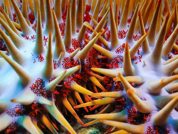 Taçlı dikenli denizyıldızı