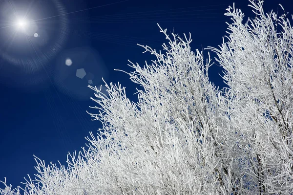 Όμορφη θέα των κλαδιών ορισμένων δέντρων παγωμένα από το κρύο — Φωτογραφία Αρχείου