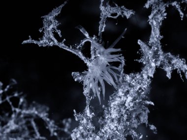 Flabellina affinis deniz sümüklüböceği bir türüdür, bir aeolid nudibranc