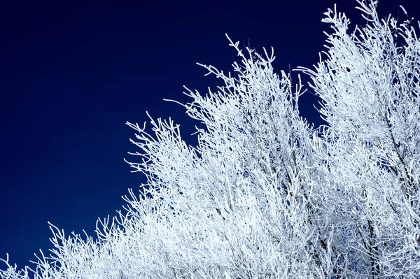 Beautiful view of the branches of some trees frozen by the cold — 스톡 사진
