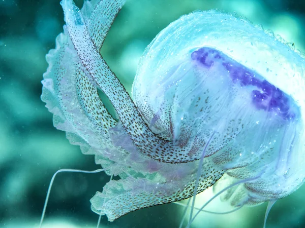Akdeniz 'de su altında güzel denizanaları, leylak sokması — Stok fotoğraf