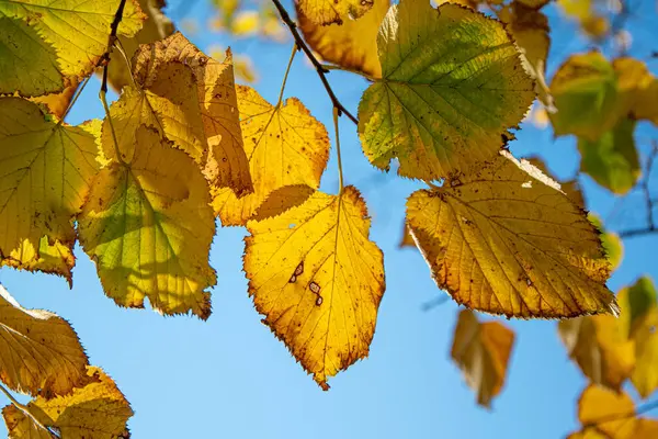Yellowed leaves for the arrival of autumn — Stock Photo, Image
