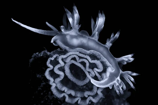 Flabellina gece dalışı, makro resim — Stok fotoğraf