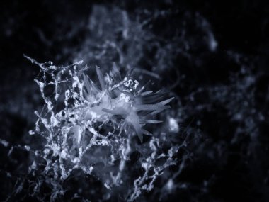 Flabellina, sualtı yaşam geçmişi.