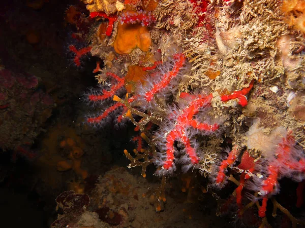 Medelhavet Korallrev Bakgrund — Stockfoto