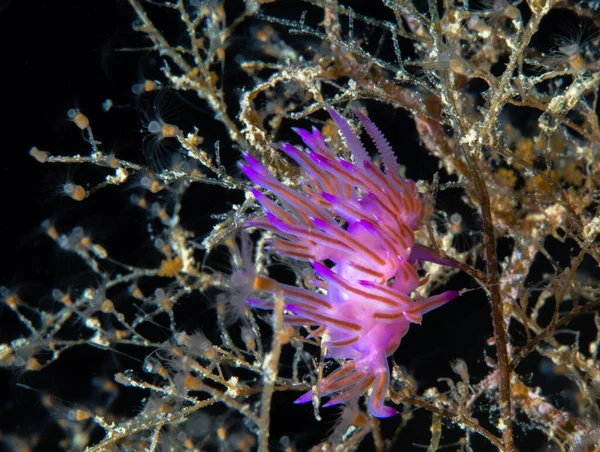 Flabellina Affinis Vida Subaquática Mediterrânica — Fotografia de Stock