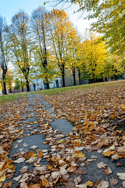 Trees Yellow Leaves Fallen Leaves Autumn — Stock Photo, Image