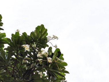 Yeşil yaprak ve ağaç dalının sınırı beyaz arka planda izole edilmiş. Doğal ve bahar teması için arkaplan kavramı