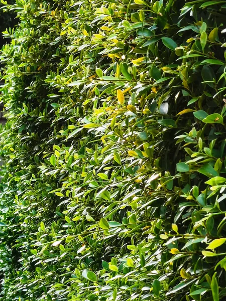 Groene Blad Achtergrond Wand Textuur Look Feel Van Tropisch Bos — Stockfoto