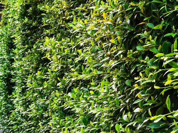Foglia Verde Sfondo Parete Texture Aspetto Della Foresta Tropicale Della — Foto Stock
