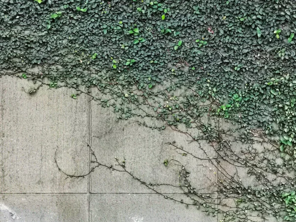 Green Ivy Grey Cement Wall Background Raw Grunge Theme Concept — Stock Photo, Image