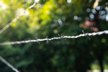 Dikenli tellerin sığ derinliği ve bulanık arkaplan. Yasak bölge ve güvenlik kavramı.