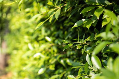 Bokeh güneş ışığı olan yeşil ağacın bulanık arkaplanı. Doğal yaz ve bahar sezonu için arka plan kavramı.