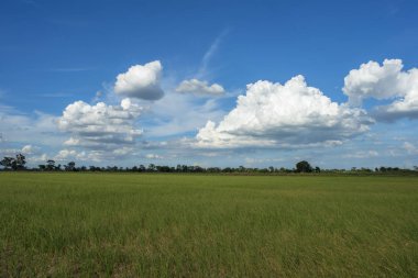 Yeşil alanlar ve beyaz bulutlarla mavi gökyüzü arkaplanı.