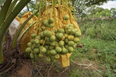 Bahçe, Tayland topraklarındaki Güneydoğu Asya 'da ekili hurma ağaçları.