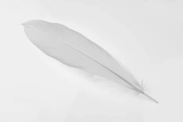 Feather white on the white background. — Stock Photo, Image