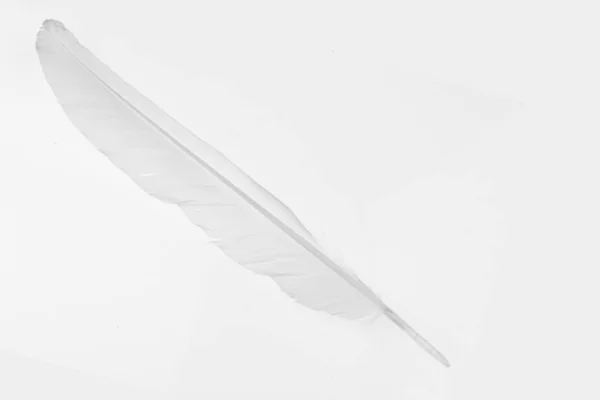 Feather white on the white background. — 스톡 사진