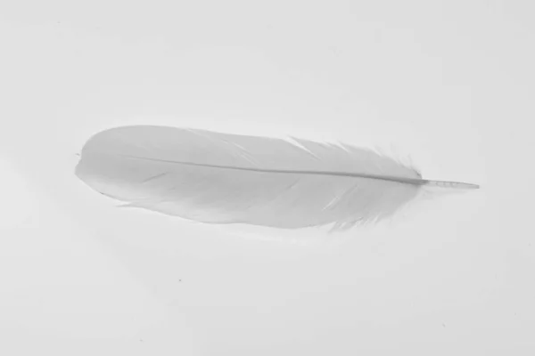 Feather white on the white background. — Stock Photo, Image