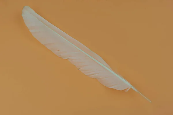 Feather white on the yellow background. — Stock Photo, Image