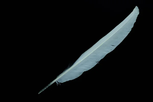 Feather white on the black background. — Stock Photo, Image