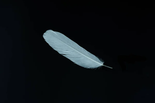 Feather white on the black background. — 스톡 사진