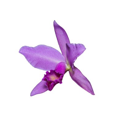 Orkide (Cattleya labiata) beyaz sırtında izole edilmiş pembe çiçek