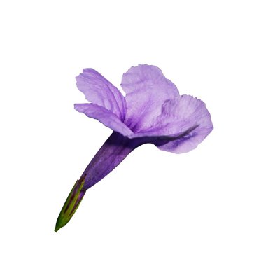 Beyaz arkaplanda izole edilmiş güzel bir çiçek..