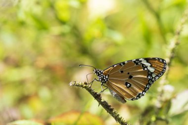 Güzel turuncu kelebek bir çiçek, doğa, bahçe çiçekleri.
