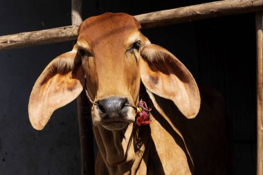 Ağılda kırmızı bir ineğin önünde (Brahman).