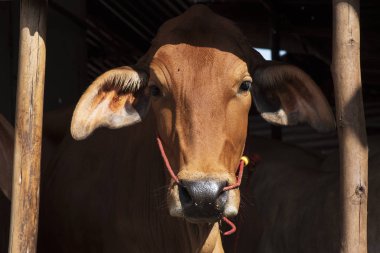 Ağılda kırmızı bir ineğin önünde (Brahman).