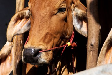 Ağılda kırmızı bir ineğin önünde (Brahman).