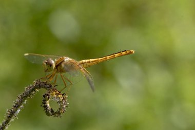 Yusufçuk görüntüsü. Doğadaki çimlerin üstüne konmuş sarı.